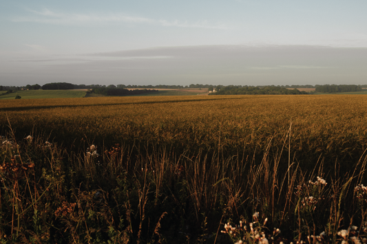 Field of wheat