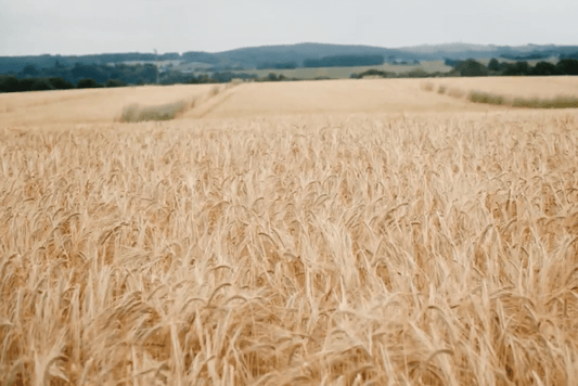 Our Wheat Project Supports Soil-Focused Farming for Better Bread