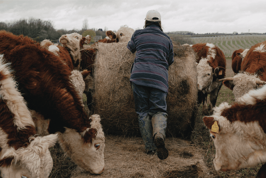 Wheat Project Diaries Chapter 2: A Visit to Ampney Brook Farm