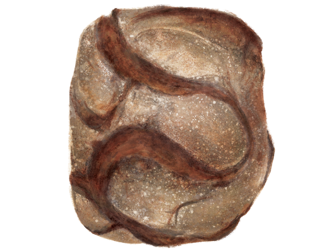 Bruern Farms Sourdough | GAIL's Bakery
